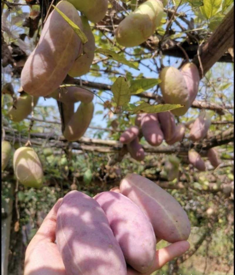 新鲜水果八月瓜苗三叶木通果苗八月炸苗可提前预订八月