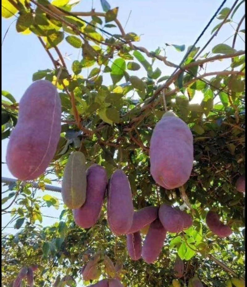 新鲜水果八月瓜苗三叶木通果苗八月炸苗可提前预订八月