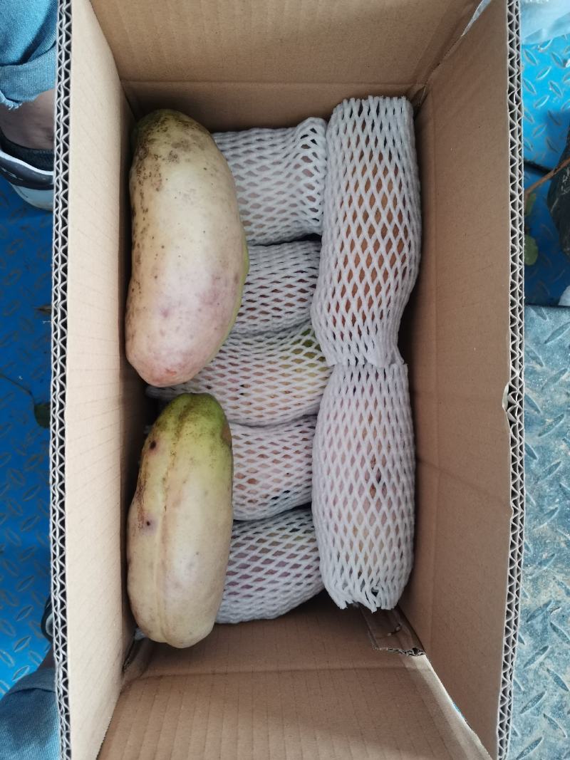 新鲜水果八月瓜苗三叶木通果苗八月炸苗可提前预订八月
