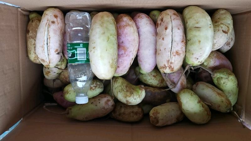 新鲜水果八月瓜苗三叶木通果苗八月炸苗可提前预订八月