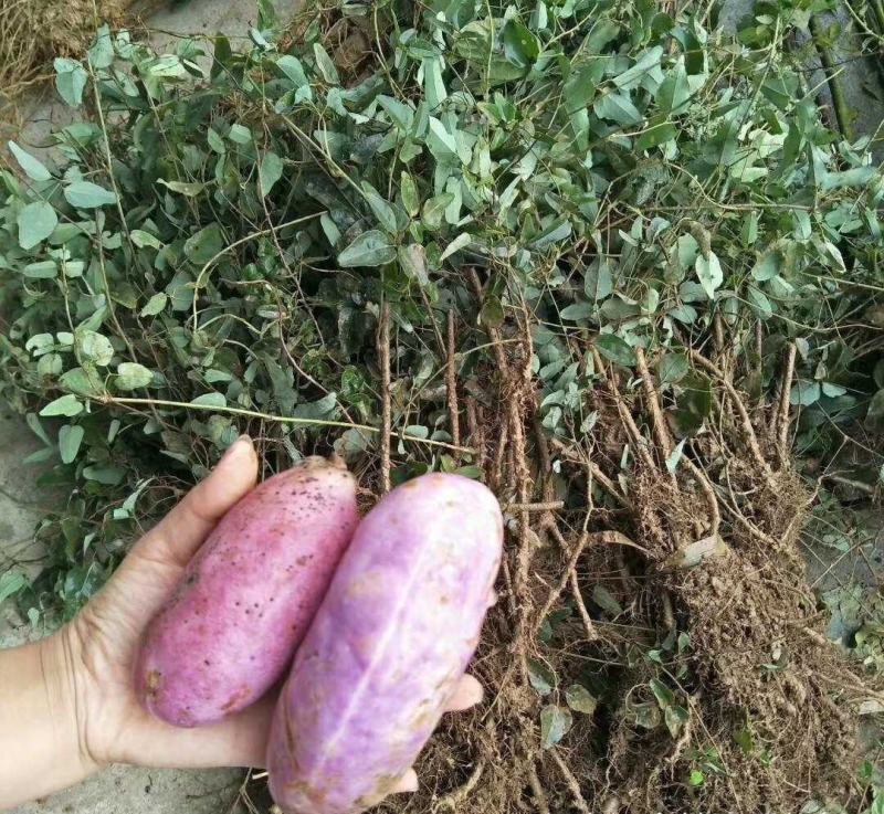 新鲜水果八月瓜苗三叶木通果苗八月炸苗可提前预订八月