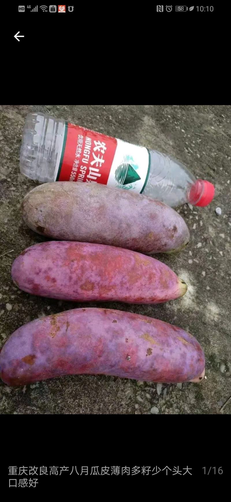 新鲜水果八月瓜苗三叶木通果苗八月炸苗可提前预订八月