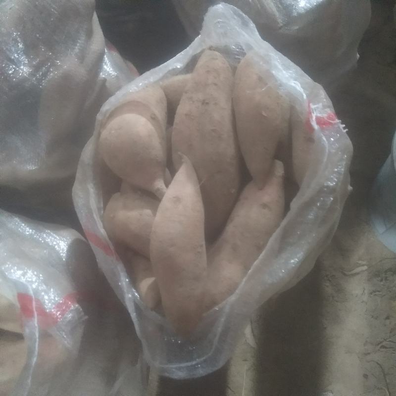 纯沙士地龙薯九红薯统货，支持各种包装，基地直批价格优惠