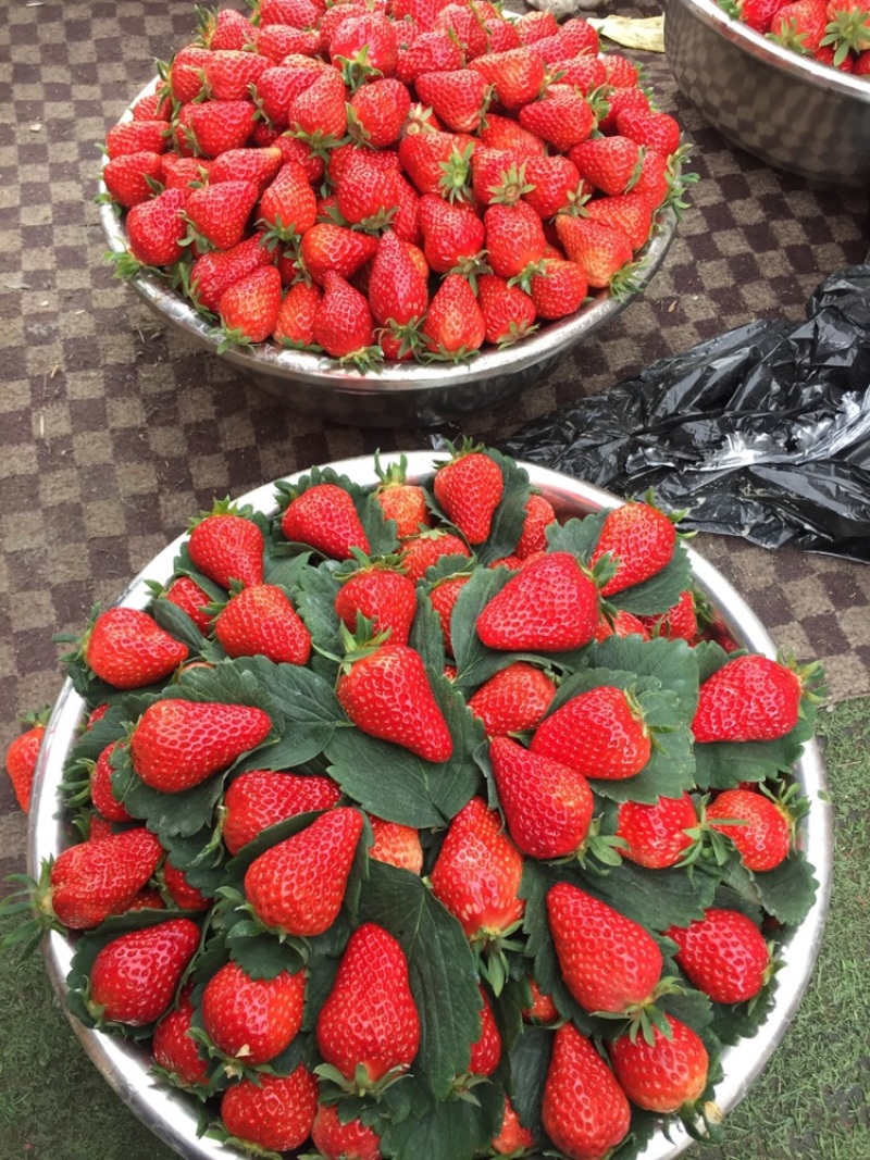 双流大叶红颜巧克力草莓