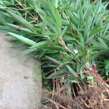 箬竹常年批发供应基地大量销售中常年批发供应