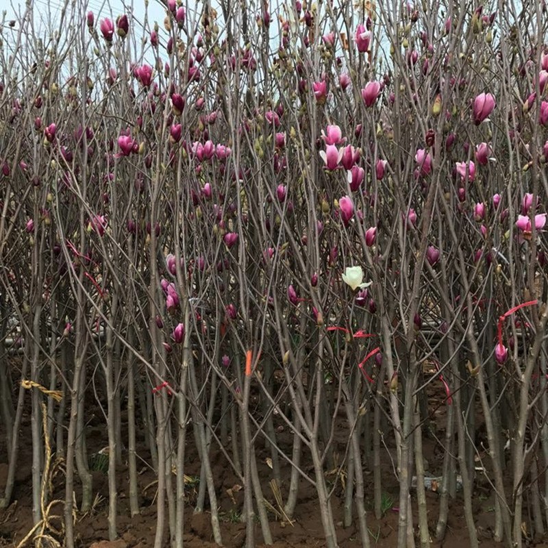 玉兰树，紫玉兰，红玉兰黄玉兰娇红一号玉兰花，玉兰庭院绿化