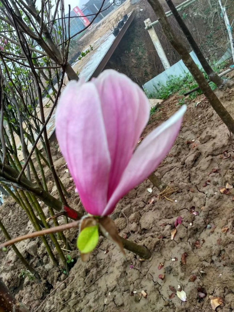 玉兰树，紫玉兰，红玉兰黄玉兰娇红一号玉兰花，玉兰庭院绿化