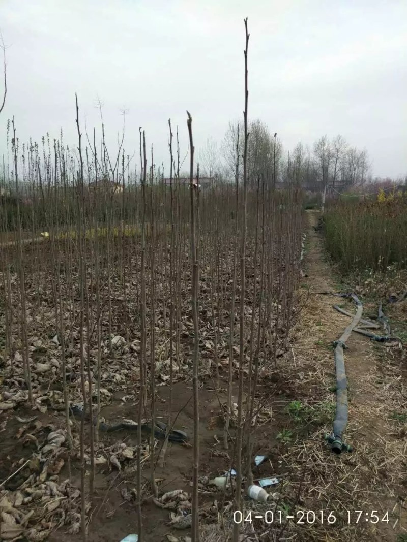玉兰树，紫玉兰，红玉兰黄玉兰娇红一号玉兰花，玉兰庭院绿化