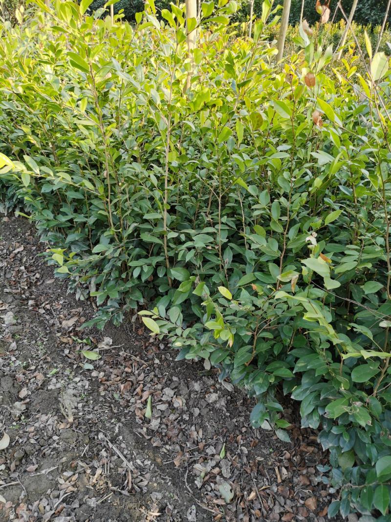 蚊母，中华蚊母树苗，纹母，绿篱树
