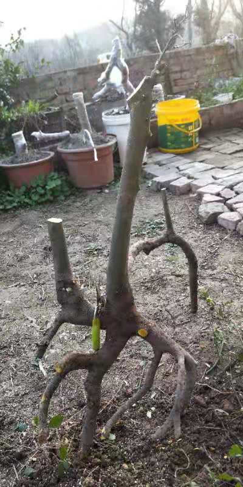 金弹子乌柿下山桩练手桩熟桩