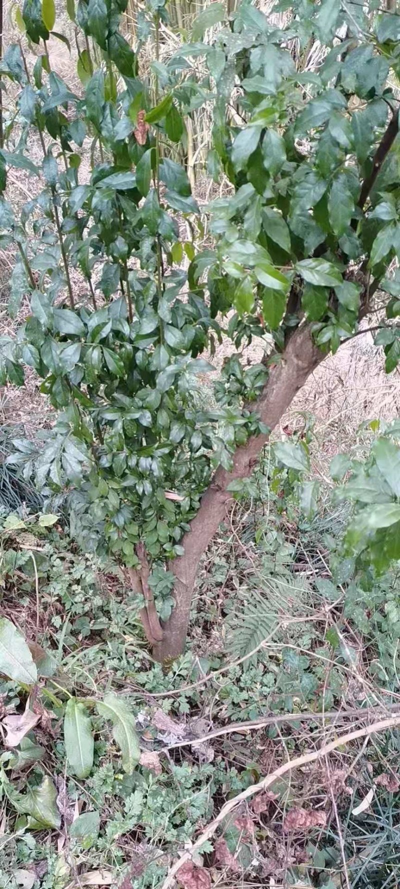 金弹子乌柿下山桩练手桩熟桩