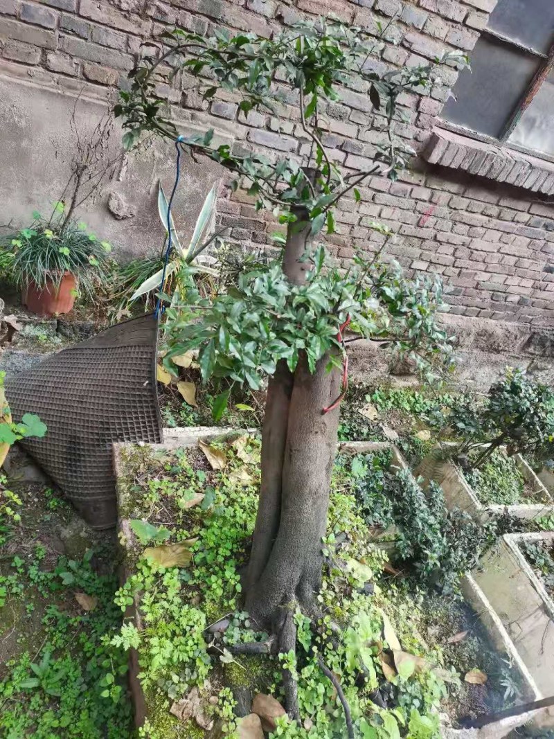 金弹子乌柿下山桩练手桩熟桩