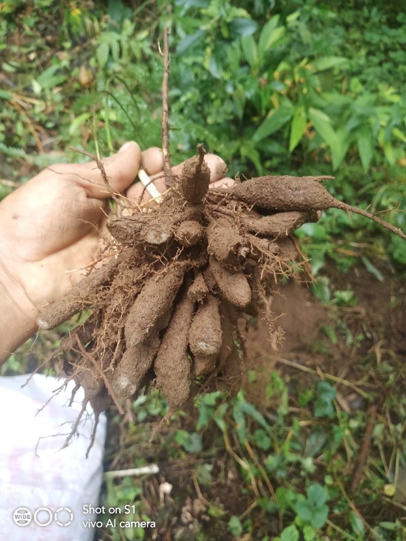 云南高原海拔1900米以上野生天门冬鲜货，含量高质量保证