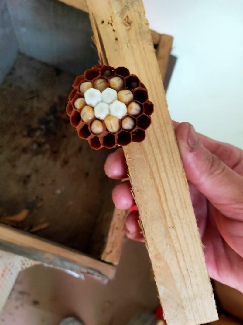 一对一交配王，黑背黄脚蜂王全自然温醒王。