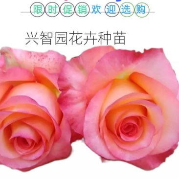 月季花苗金辉大花月季扦插苗云南昆明基地直发