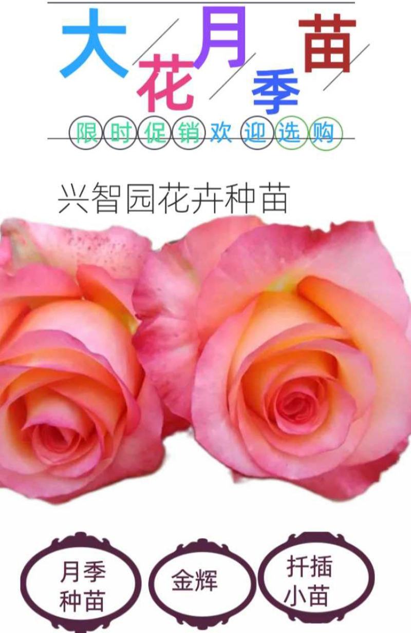 月季花苗金辉大花月季扦插苗云南昆明基地直发
