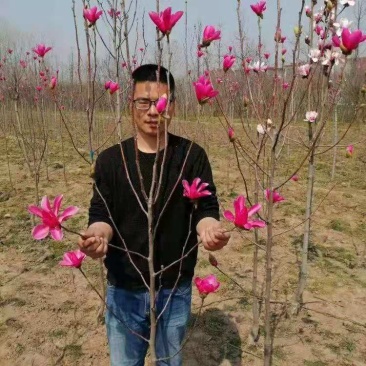 玉兰树苗紫玉兰苗红玉兰黄玉兰娇红一号玉兰花苗小苗庭院绿化
