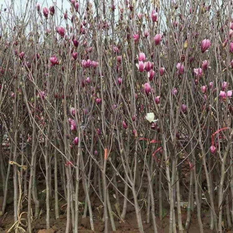 玉兰树苗紫玉兰苗红玉兰黄玉兰娇红一号玉兰花苗小苗庭院绿化