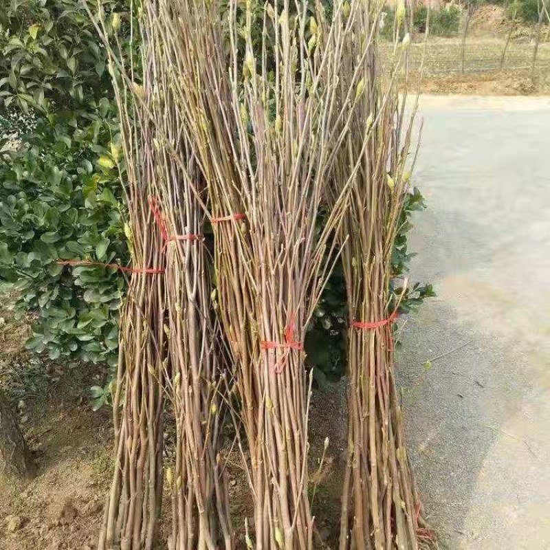 玉兰树苗紫玉兰苗红玉兰黄玉兰娇红一号玉兰花苗小苗庭院绿化