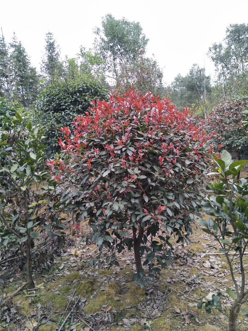 多种绿化苗木出售，量大从优