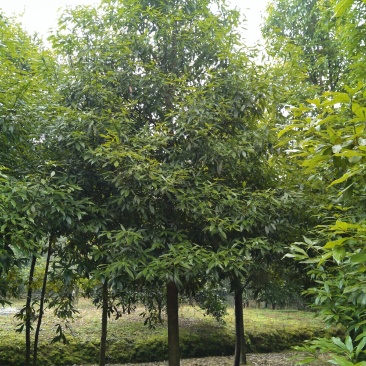 多种绿化苗木出售，量大从优