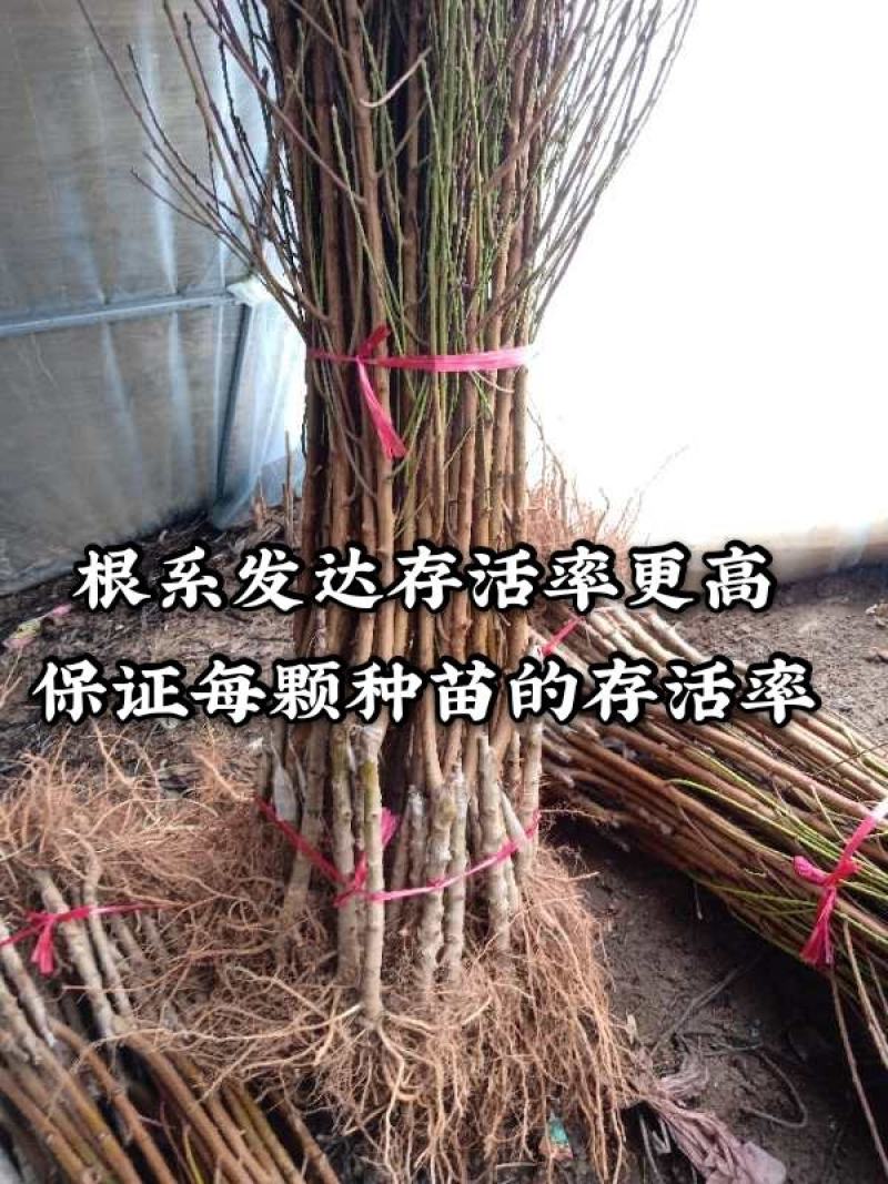 【推荐】中油33-20油桃苗早熟品种包成活包邮