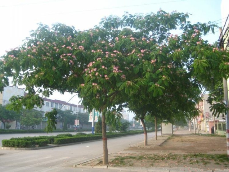 合欢树合欢绒花树芙蓉花树庭院盆栽合欢花树绿化工程