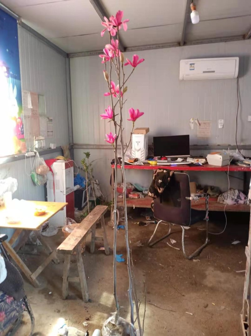 玉兰紫玉兰树娇红一号玉兰白玉兰红玉兰黄玉兰玉兰