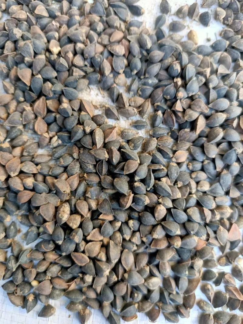 红花荞麦有需要的老板可以联系中小颗粒