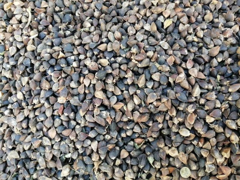 红花荞麦有需要的老板可以联系中小颗粒