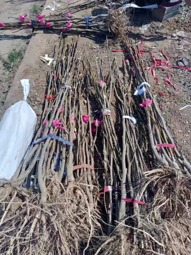 玉兰树紫玉兰娇红一号当年开花南北方庭院绿化种植占地行道