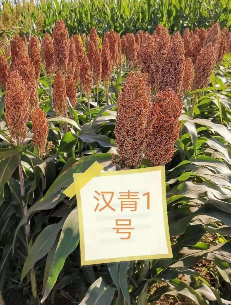 汉青种业有限公司汉青一号