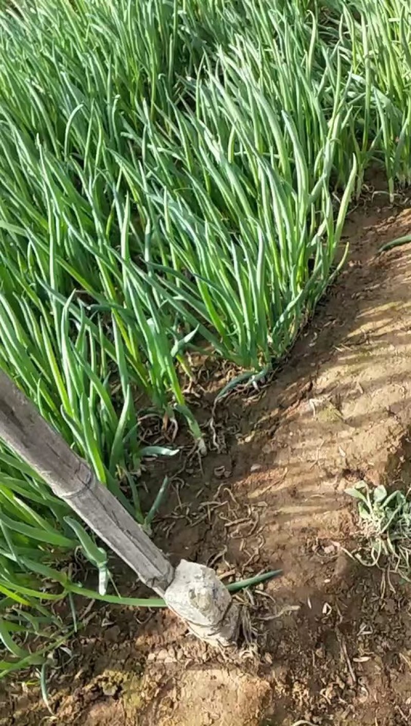 小葱，产地直销，一手货源，欢迎大家光临好的话说话算数