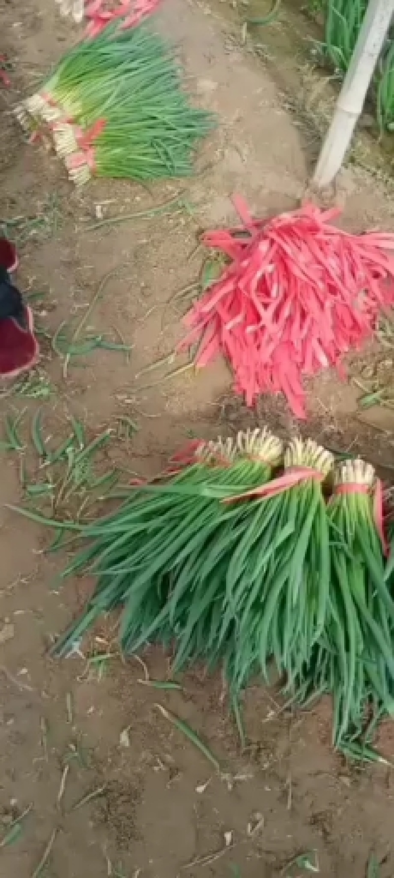 小葱，产地直销，一手货源，欢迎大家光临好的话说话算数