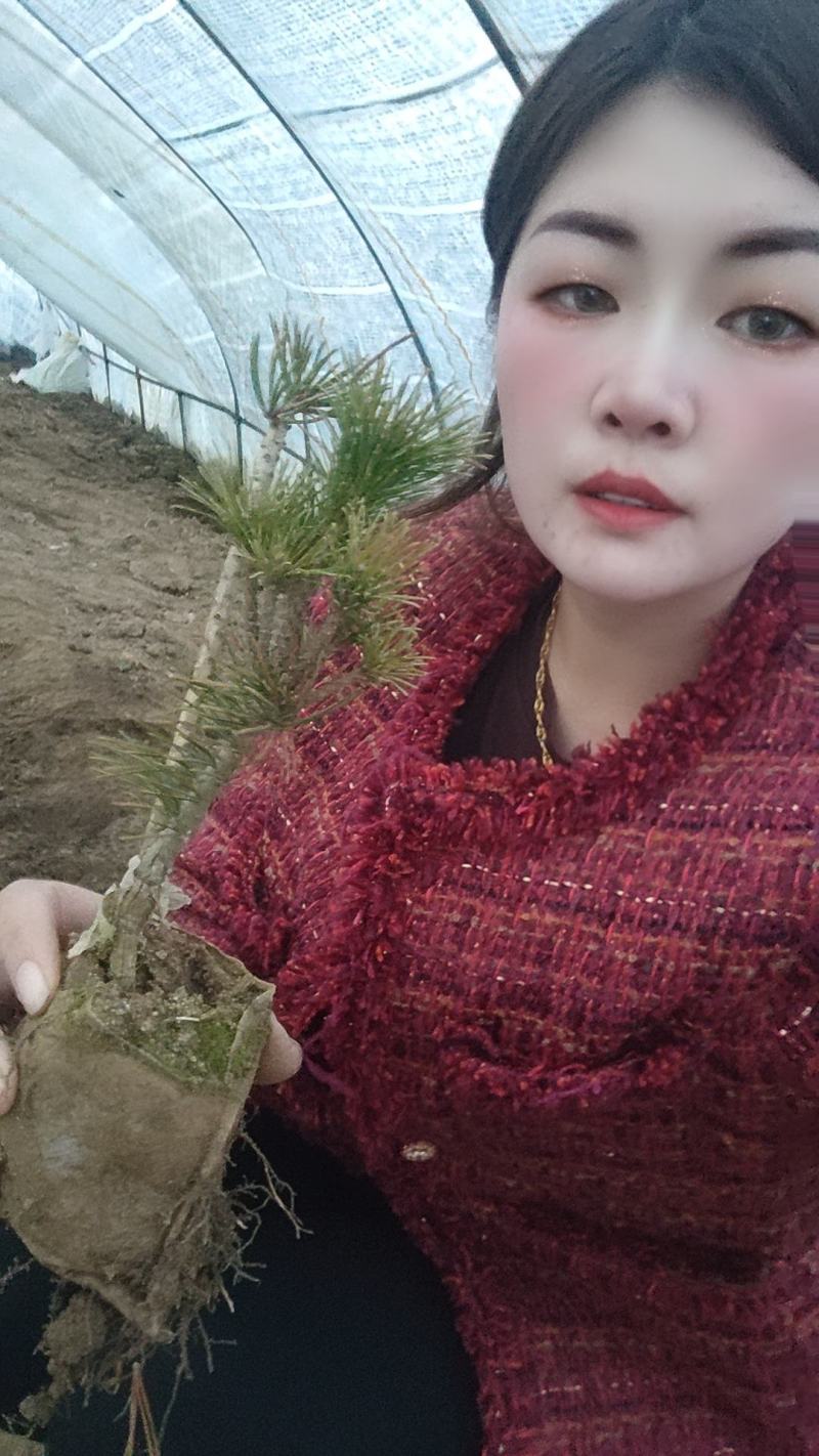 自产自销五针松一手货源杯苗裸根苗都有现货