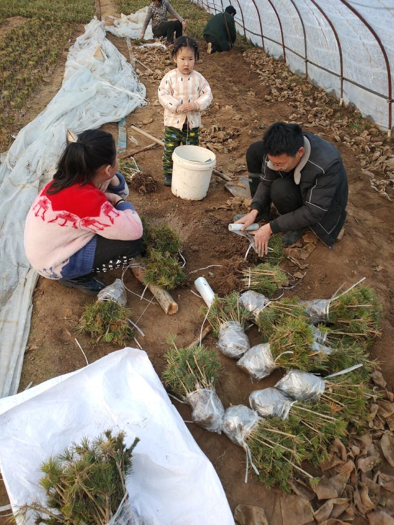 自产自销五针松一手货源杯苗裸根苗都有现货