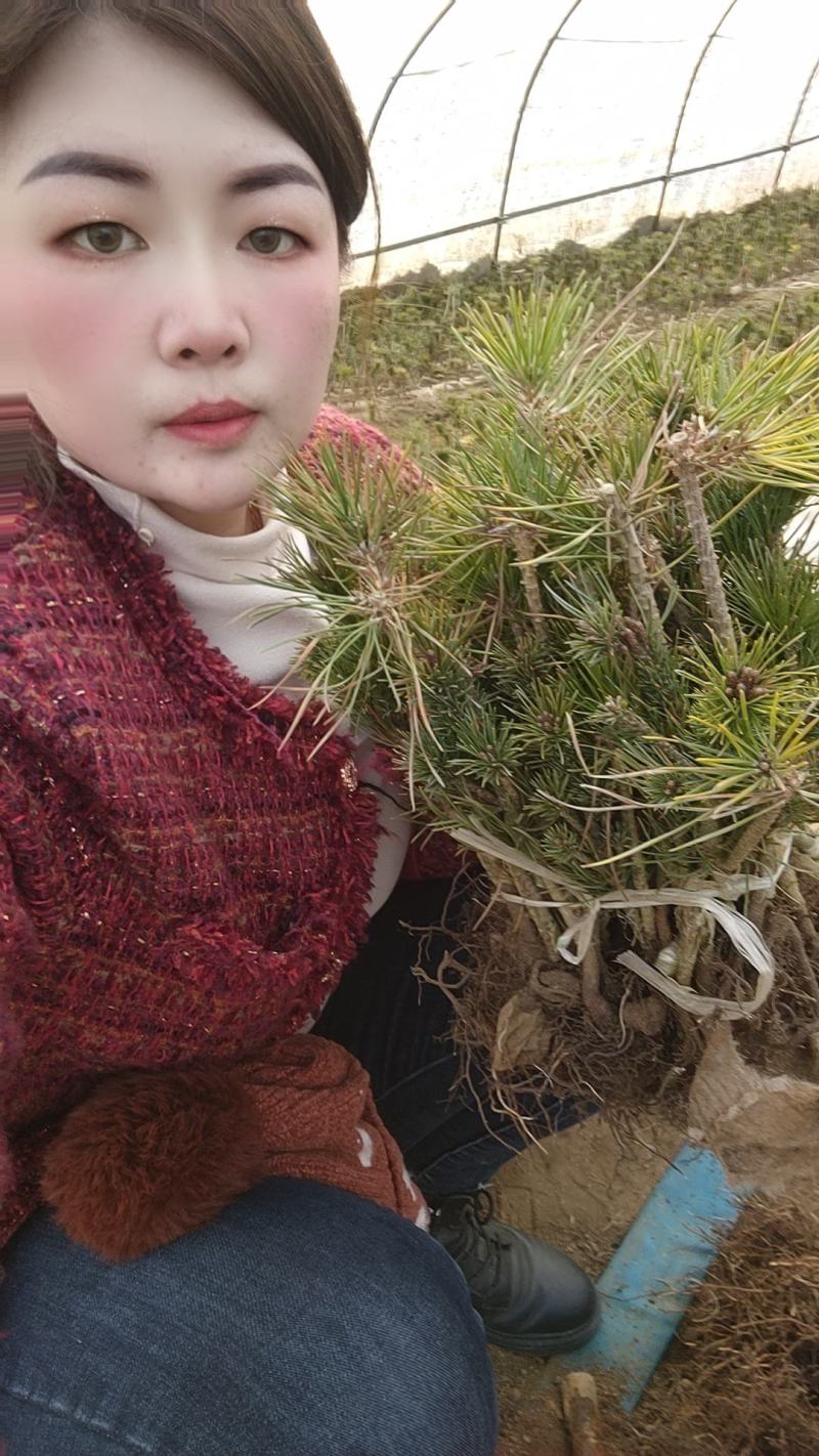 自产自销五针松一手货源杯苗裸根苗都有现货