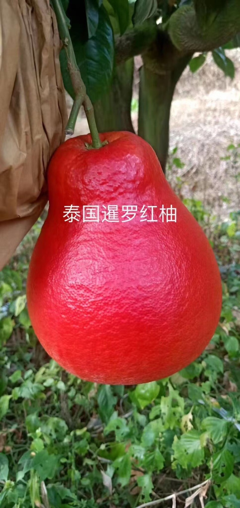 暹罗红柚红皮柚苗大红袍柚苗嫁接苗种植两年挂果