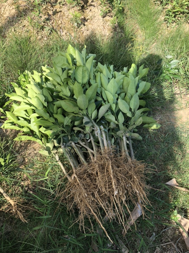 暹罗红柚红皮柚苗大红袍柚苗嫁接苗种植两年挂果