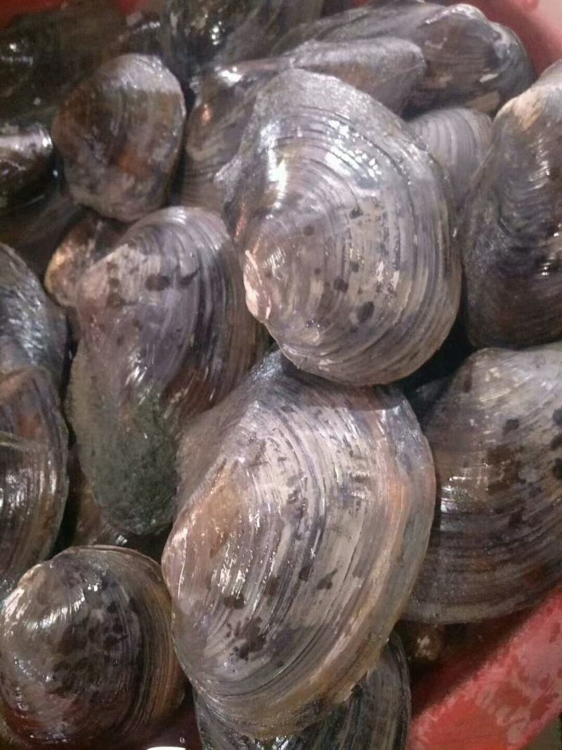 饲料螺蛳菜蚌长期供应批发