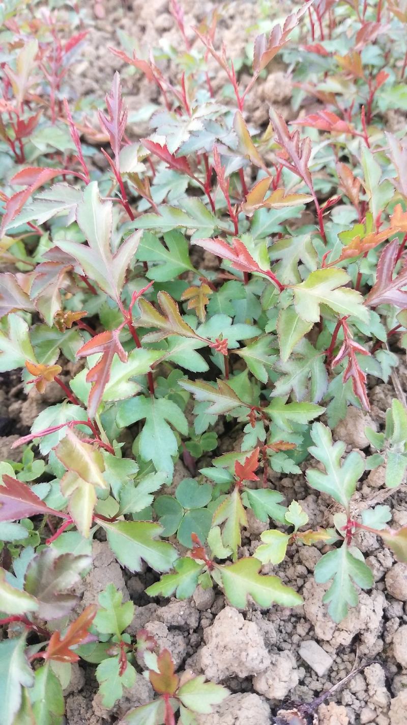 棠梨苗，杜梨苗，野梨苗，梨树实生苗供自家种植全程技术指导