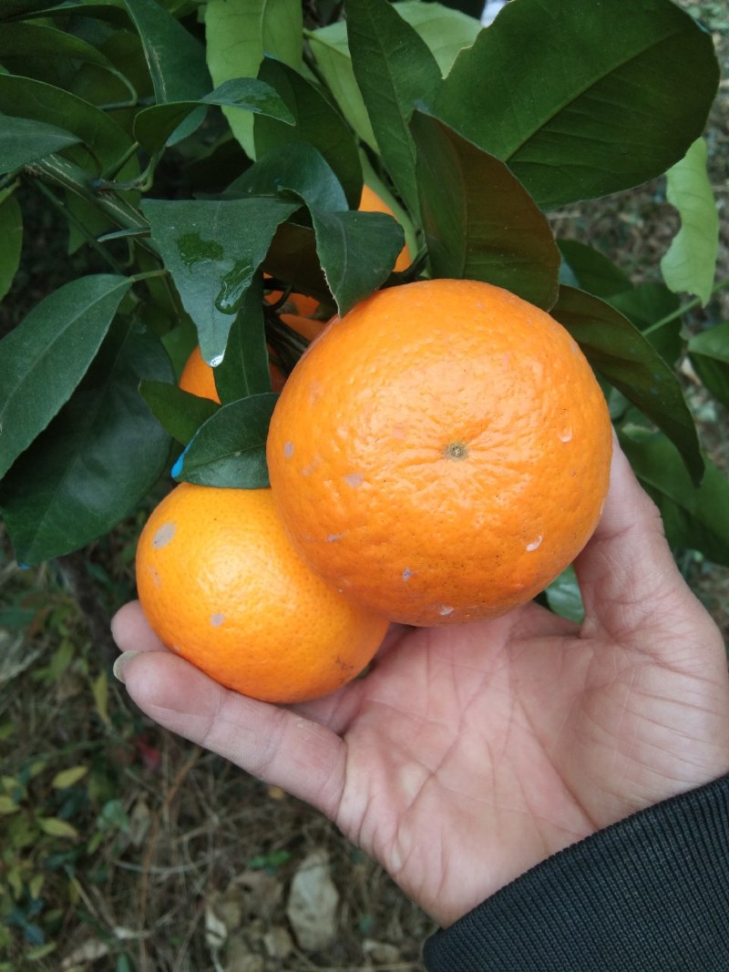 沃柑70到85百分之七第一就把事情做对每次都把品质到位