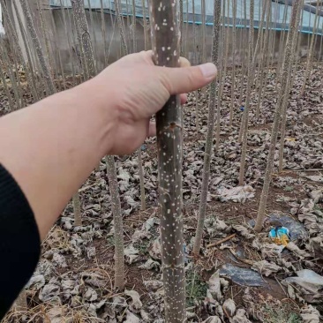 杨树，山东107白杨大量上市中，需要的老板前来选购了。