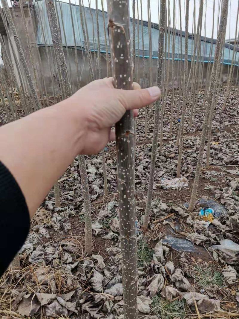 杨树，山东107白杨大量上市中，需要的老板前来选购了。