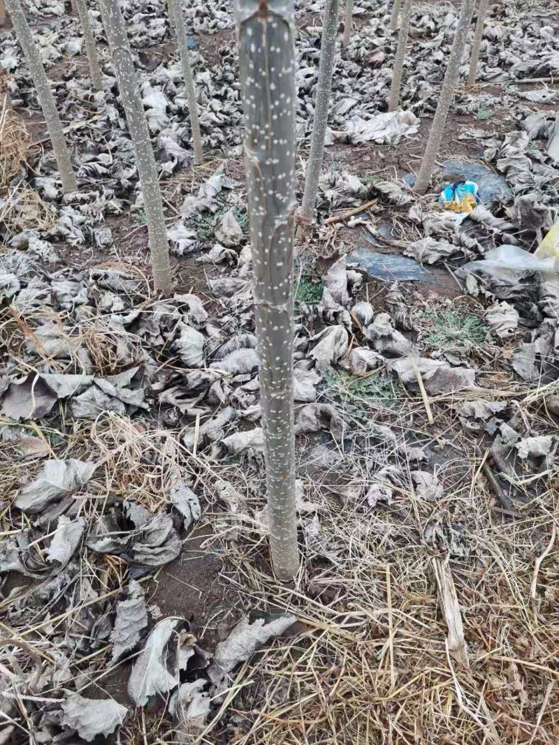 杨树，山东107白杨大量上市中，需要的老板前来选购了。