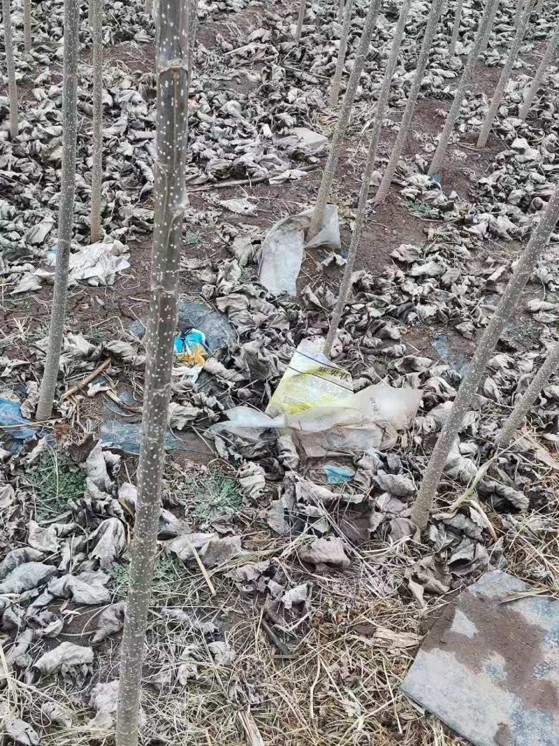 杨树，山东107白杨大量上市中，需要的老板前来选购了。