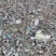 杨树，山东107白杨大量上市中，需要的老板前来选购了。