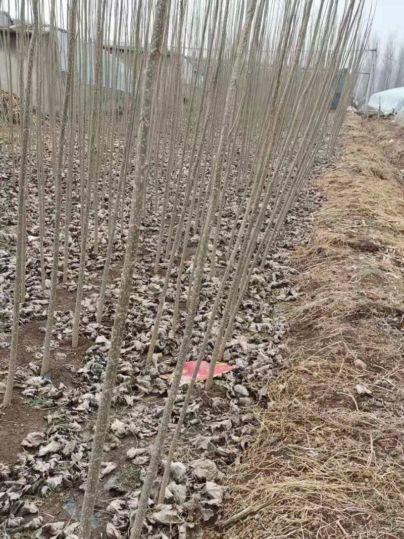 杨树，山东107白杨大量上市中，需要的老板前来选购了。