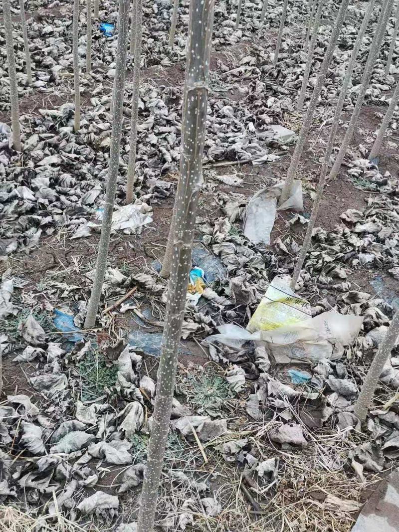 杨树，山东107白杨大量上市中，需要的老板前来选购了。