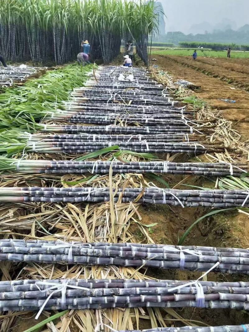 精品甘蔗，产地直供，上车价，公司不收代办费，2.2米左右